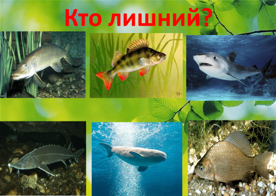 Разнообразие животных рыбы