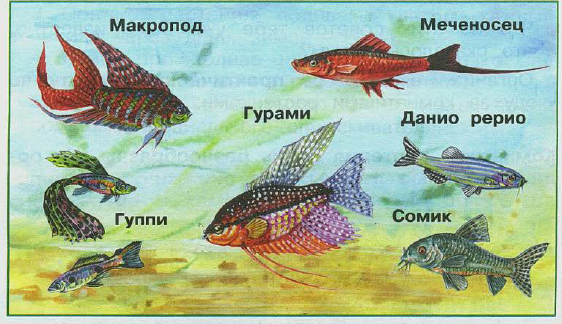Названия аквариумных Рыбрыб для детей