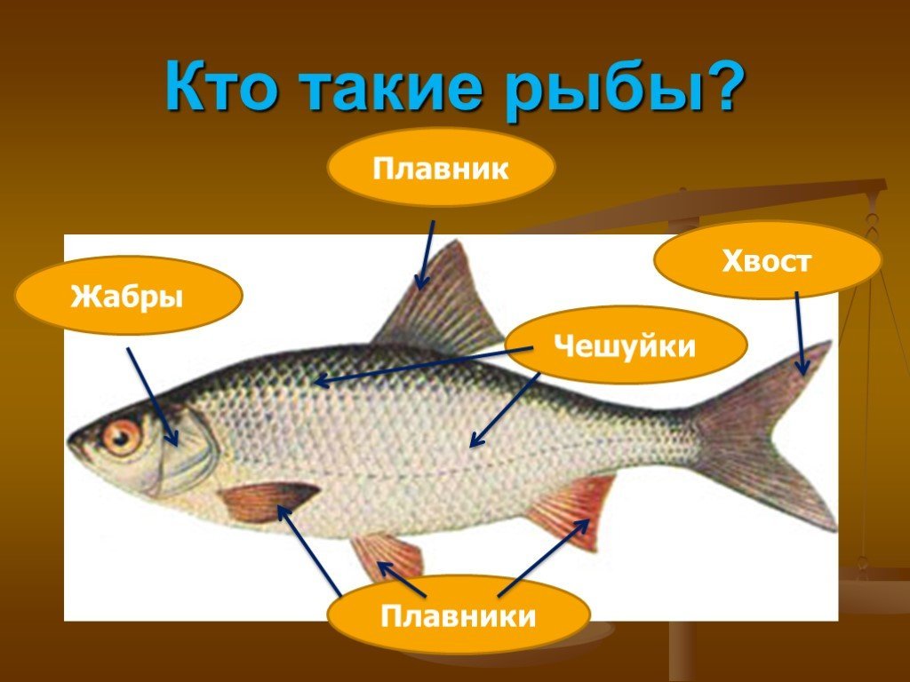 Рыбы презентация для детей