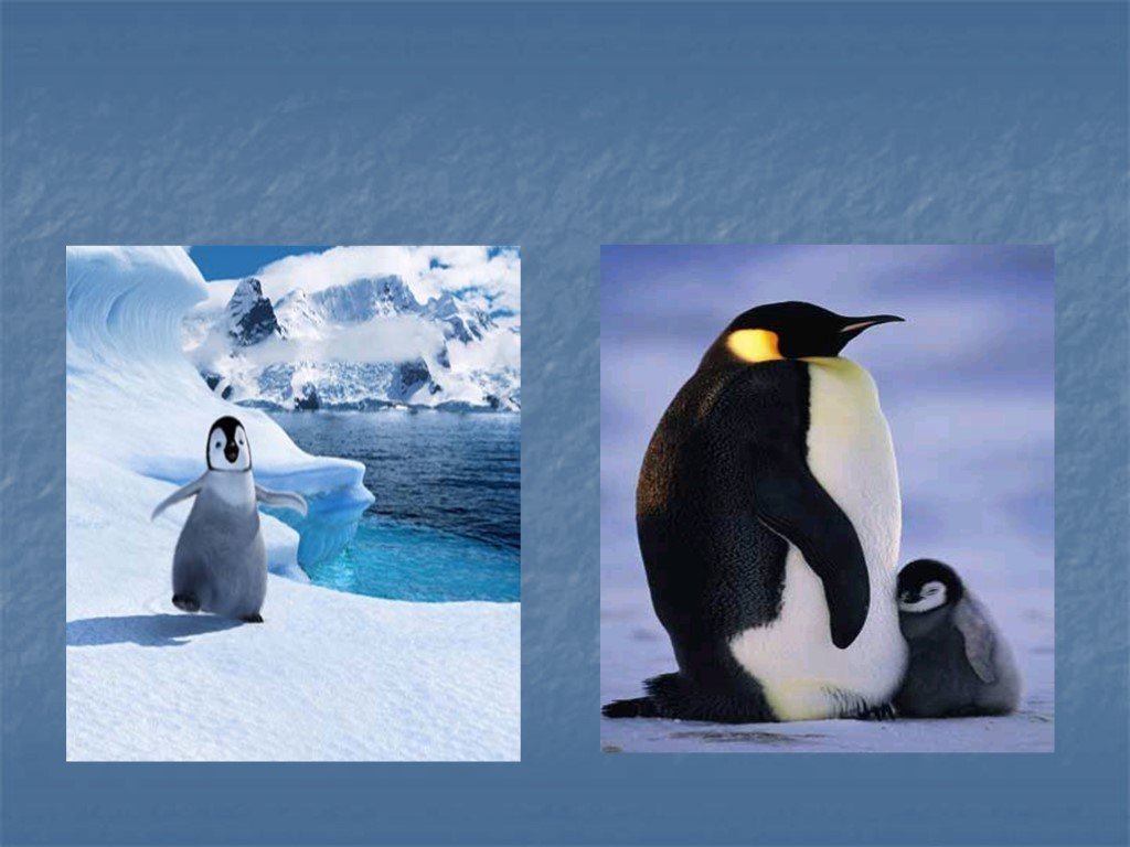 Сообщение о животных антарктиды. Животные Антарктиды. Обитатели Антарктиды для детей. Антарктида презентация. Антарктида 2 класс.