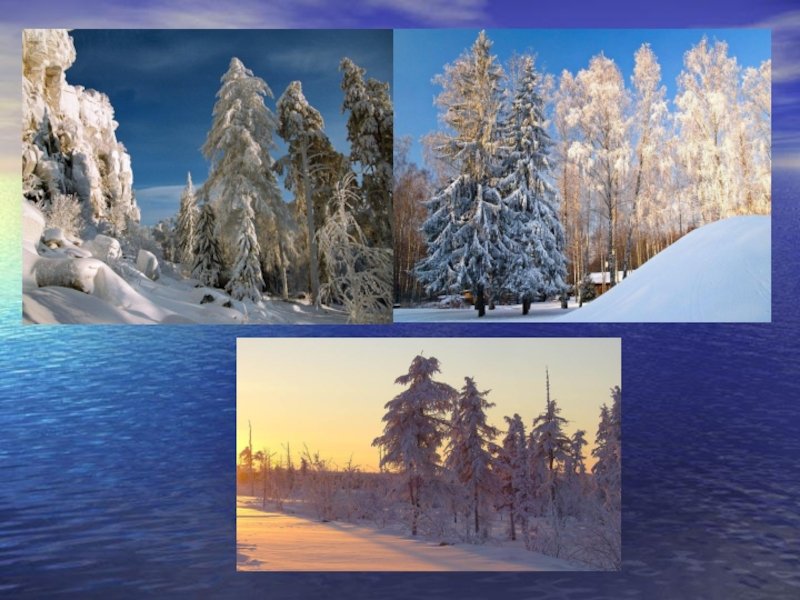 Зима живая неживая природа