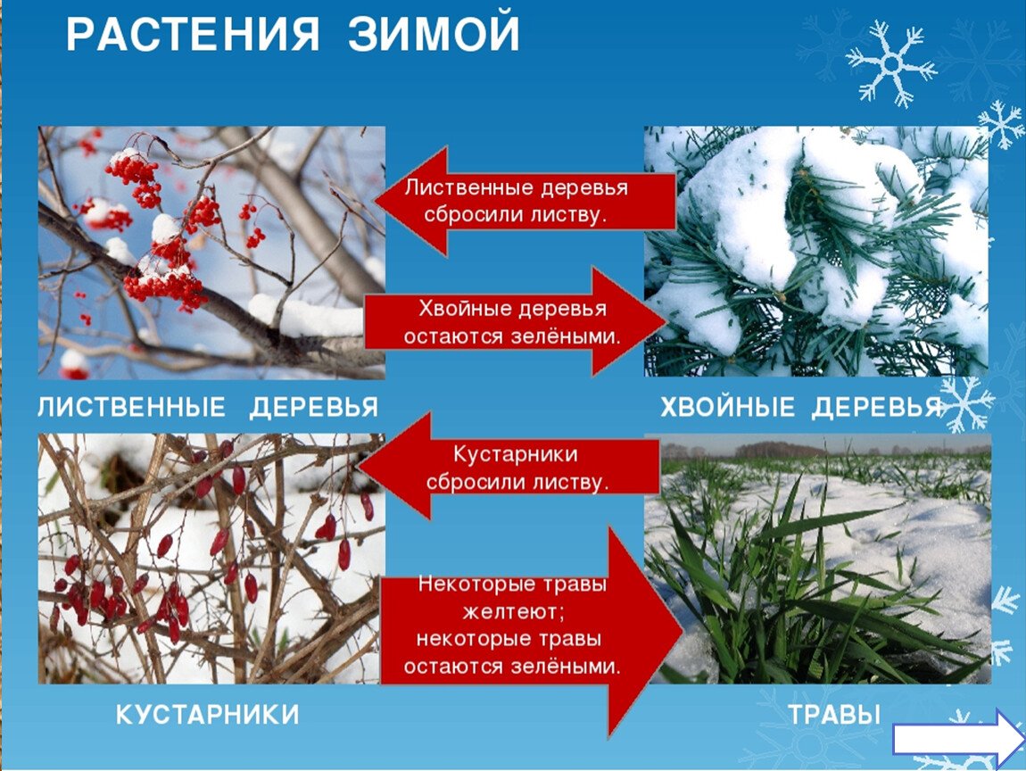 Изменения в природе зимой 5 класс биология. Растения зимой. Растения зимой для дошкольников. Зимние деревья и кустарники. Жизнь растений зимой.