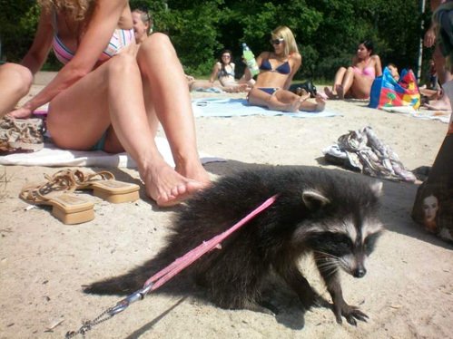 Енот загорает