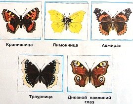 Бабочки Адмирал лимонница траурница павлиний глаз крапивница