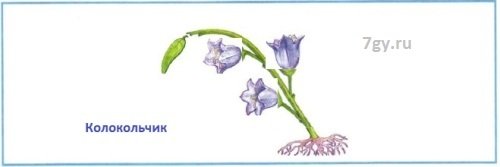 Собери растение из частей данных