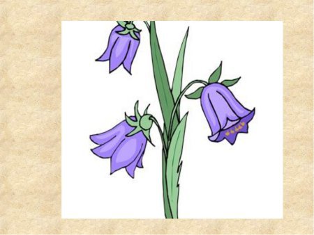 Колокольчик цветок рисунок для детей
