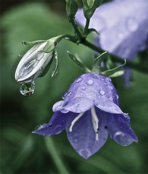 Колокольчик семена звонница