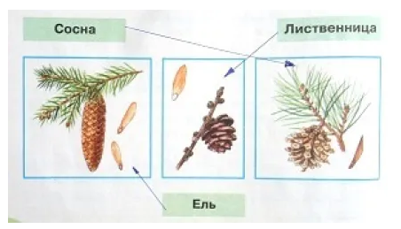 Хвойные деревья по шишкам