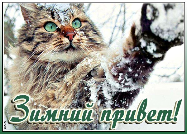 Зимний привет котики