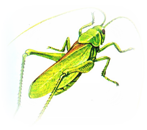 Строение кузнечика для детей