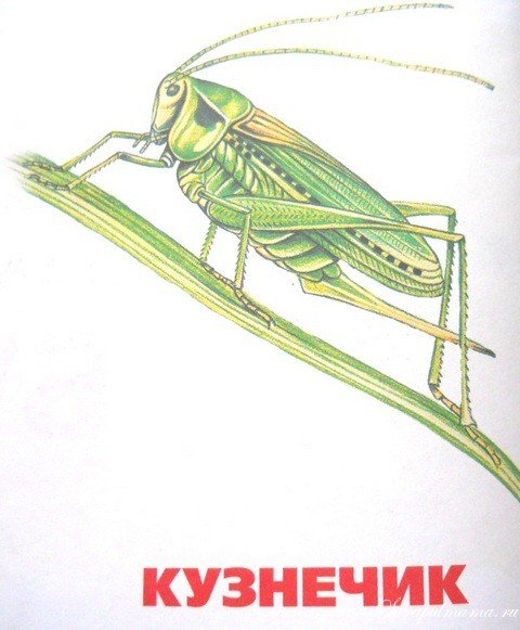 Карточка кузнечик