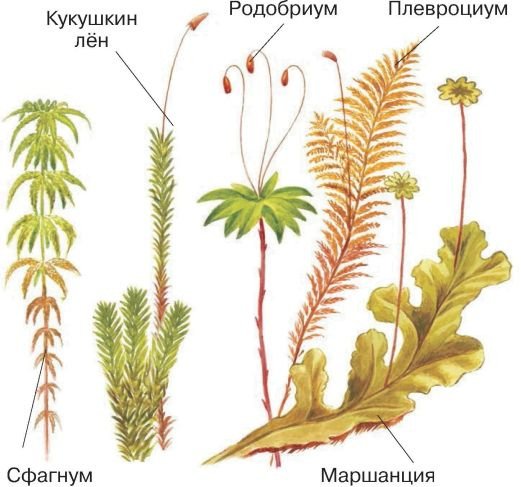 Маршанция Кукушкин лен сфагнум