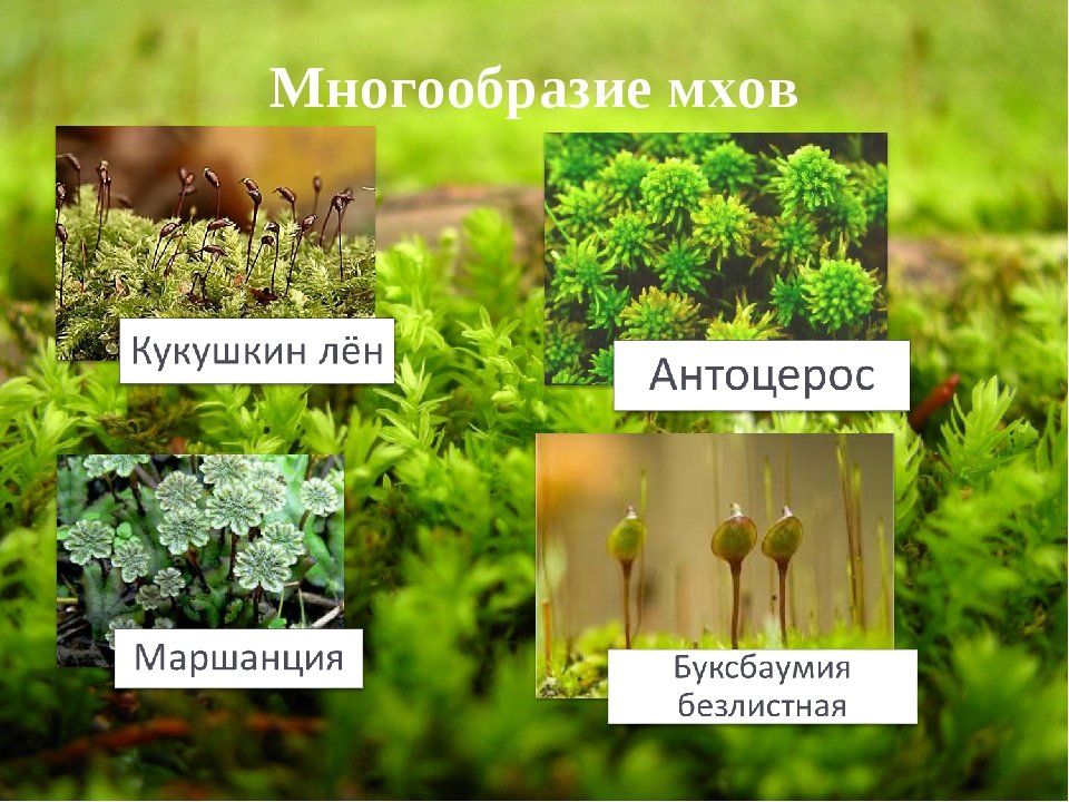 Примеры группы мхи. Виды мхов. Разнообразие мхов. Видовое разнообразие мха. Мхи названия растений.