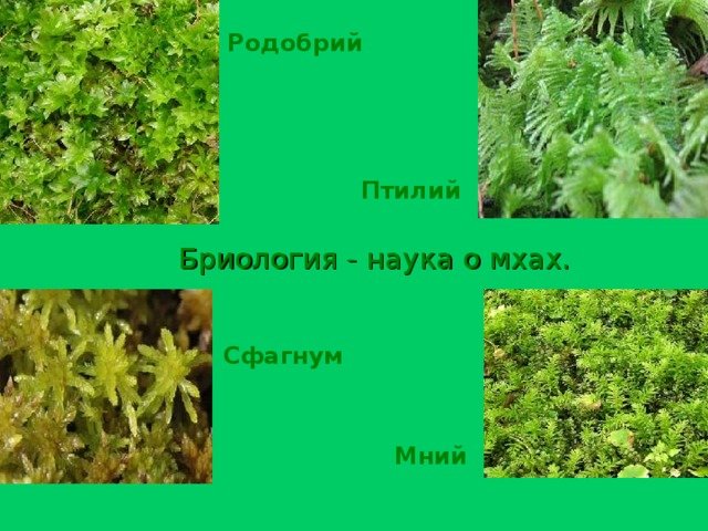 Три примера растений относящихся к мхам. Мхи названия. Виды мхов. Виды мхов названия. Названия различных мхов.