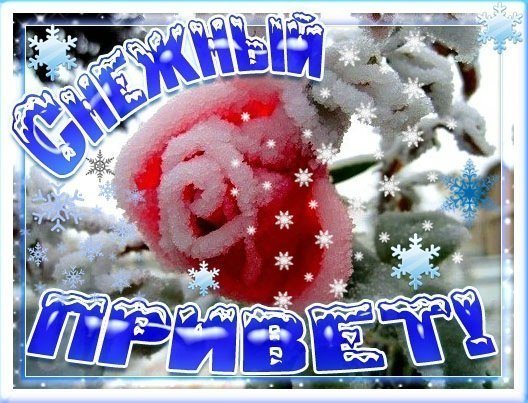 Снежный приветик