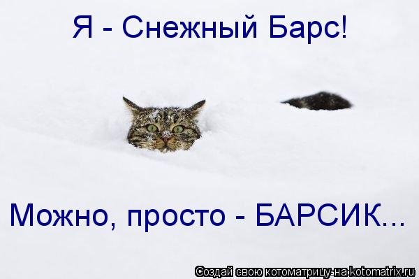 Снежный Барсик кот