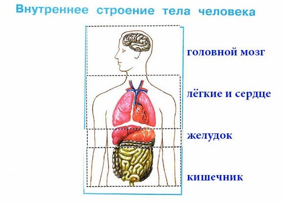 Модель внутреннего строения человека 3 класс окружающий
