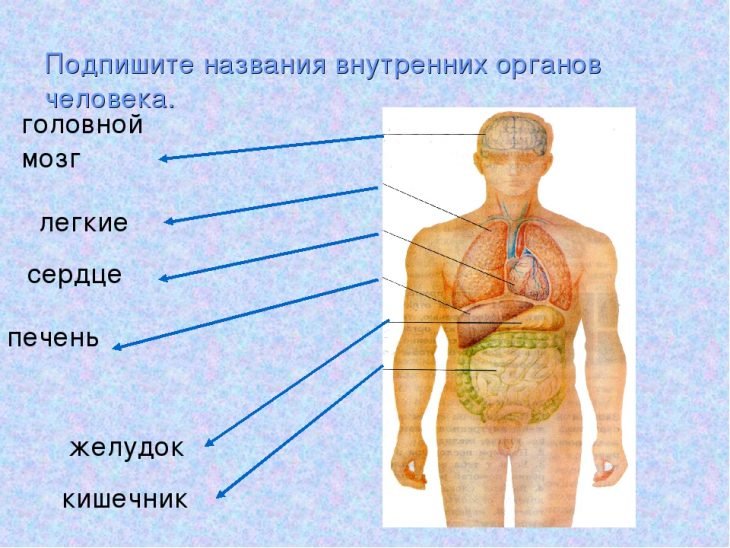 Части тела человека окружающий мир 4 класс. Строение тела человека. Название органов человека. Строение органов человека. Тело человека с названиями органов.