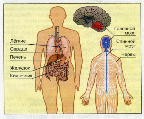 Схема органов человека 3 класс окружающий мир