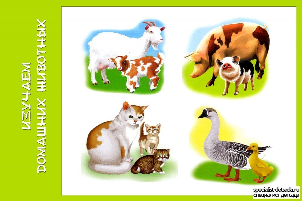Домашние животные 1 часть. Домашних животных для детей. Картинки домашних животных для детей. Малыши. Домашние животные. Животные для дошкольников.