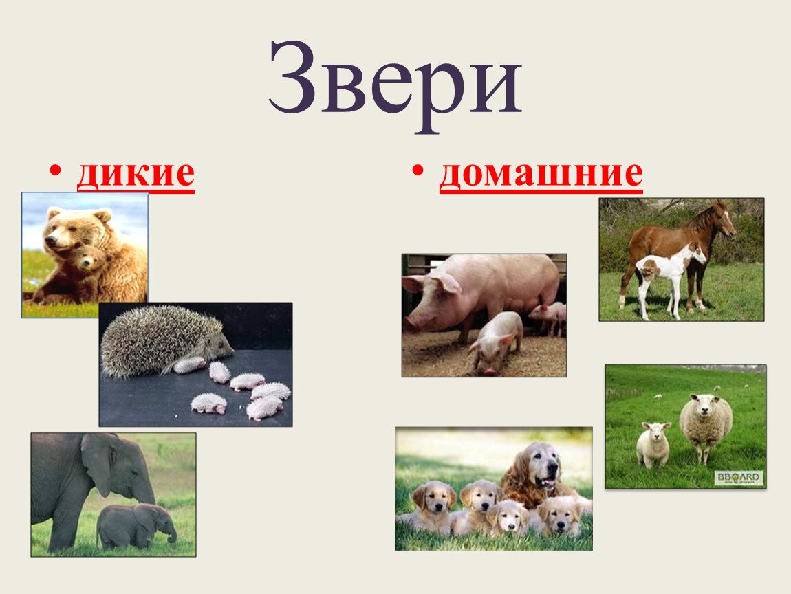 Животные 3 категории