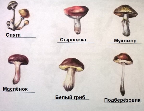 Съедобные грибы 4 класс окружающий мир
