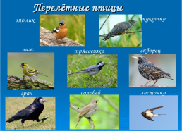 Перелетные птицы 1 класс