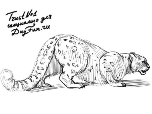 Снежный Барс нарисовать карандашом