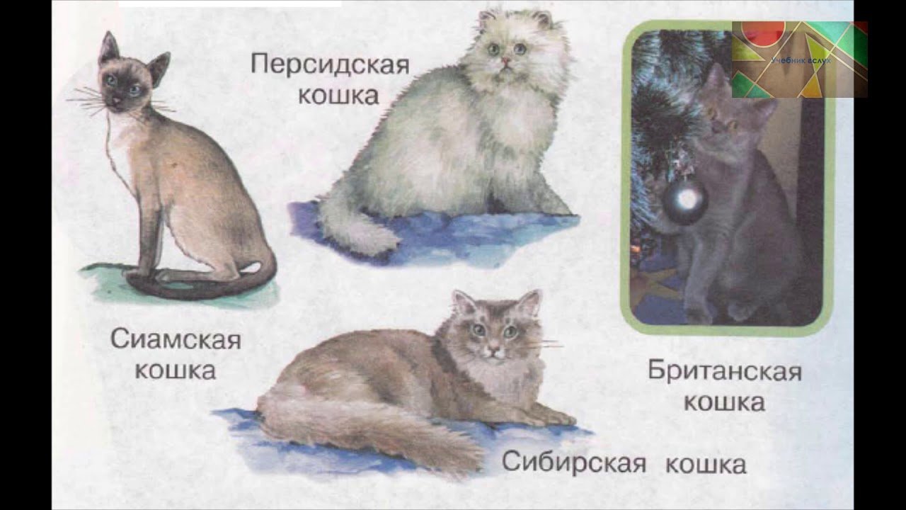 Породы кошек 1 класс
