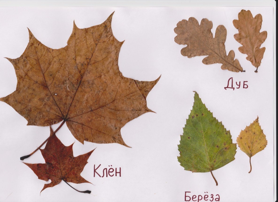 Лист для первого класса. Листья деревьев. Листья разных деревьев. Осенние листья с названиями. Листья деревьев 1 класс.