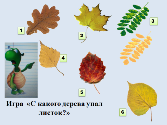 С какого дерева лист
