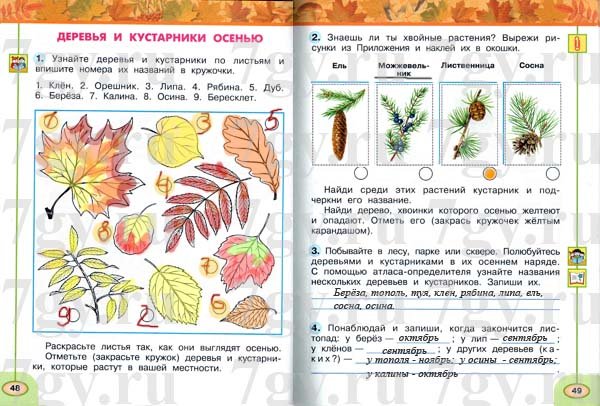 Деревья и кустарники осенью 2 класс окружающий мир Плешаков