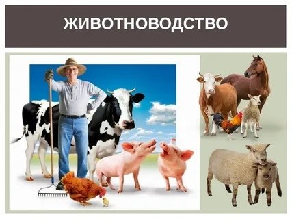 Животноводство для детей