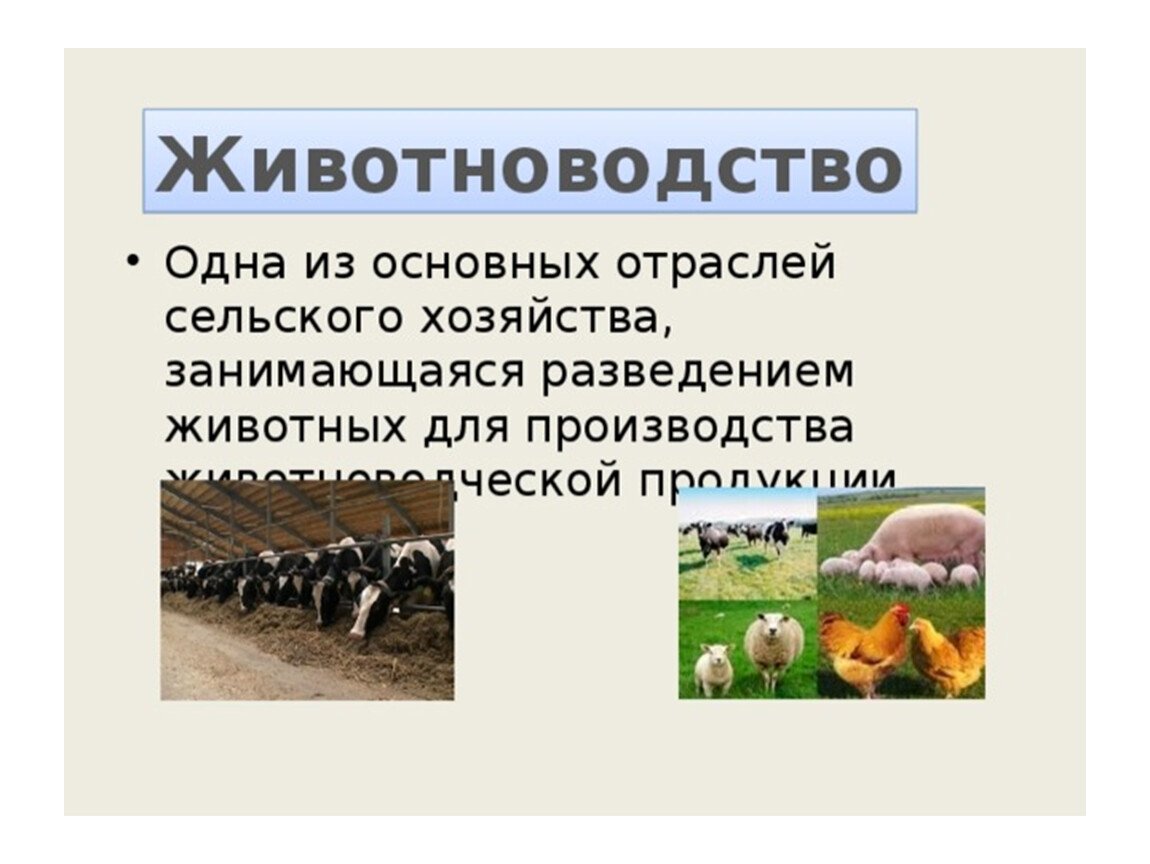 Получение продукции животноводства 8 класс. Сельское хозяйство животноводство. Сельское хозяйство животноводство презентация. Животноводство слайд. Презентация по животноводству.
