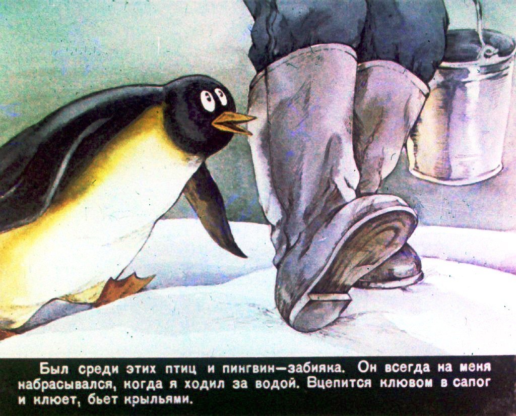 Среди пингвинов есть и драчуны найти