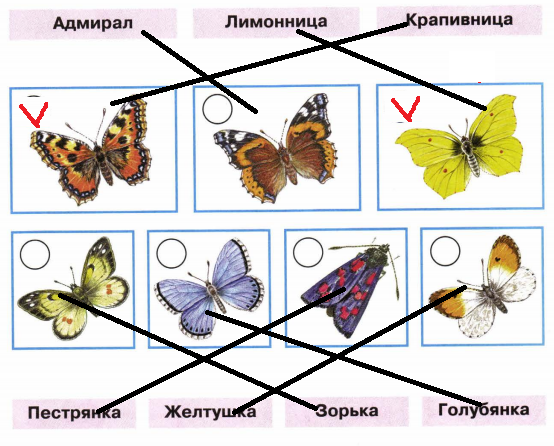 Картинки бабочка желтушка окружающий мир (70 фото)