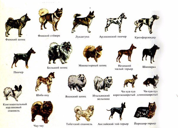 Овчарка: фото, щенки, характер, все о породе собак овчарки | Блог зоомагазина yesband.ru