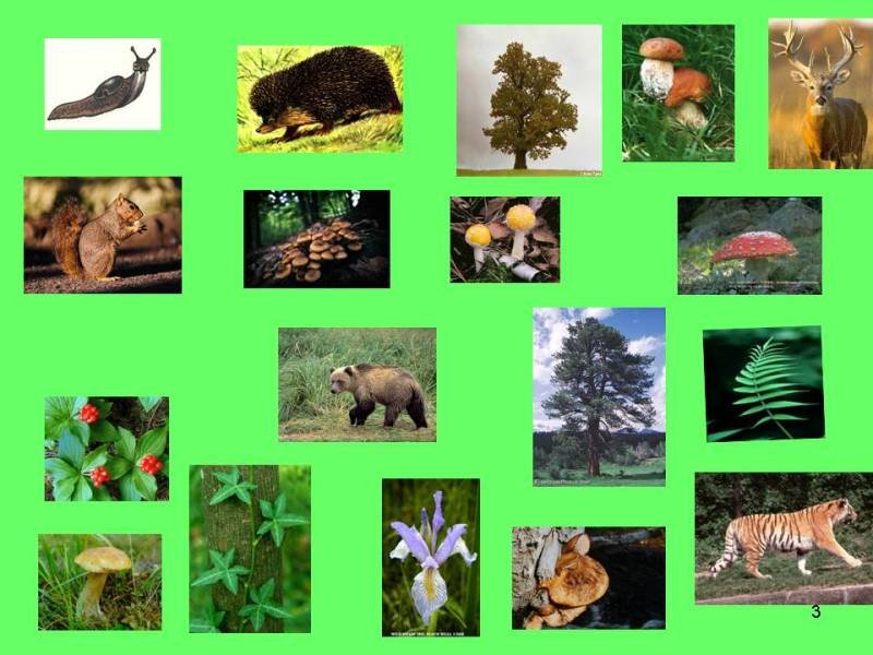 Природное сообщество лес животные. Животные и растения леса. Животный и растительный мир леса. Растения и животные лесов. Растения леса и животные леса.
