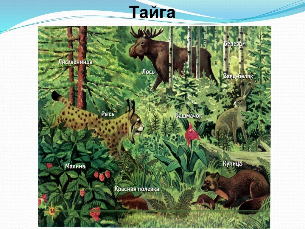 Природное сообщество лес животные. Природные зоны Тайга и смешанные леса. Тайга для дошкольников растительный мир. Лес с животными и растениями.