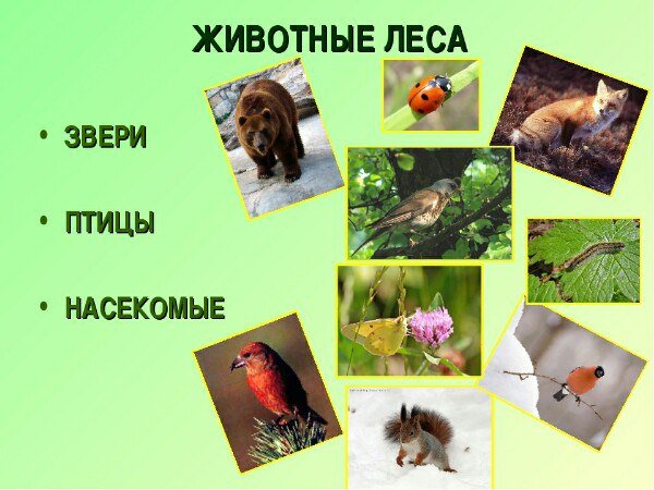 Животные птицы насекомые леса