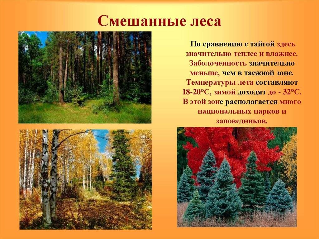 Урок лесная зона. Смешанные леса России. Презентация на тему лес. Смешанных лесов в России. Смешанный лес описание.
