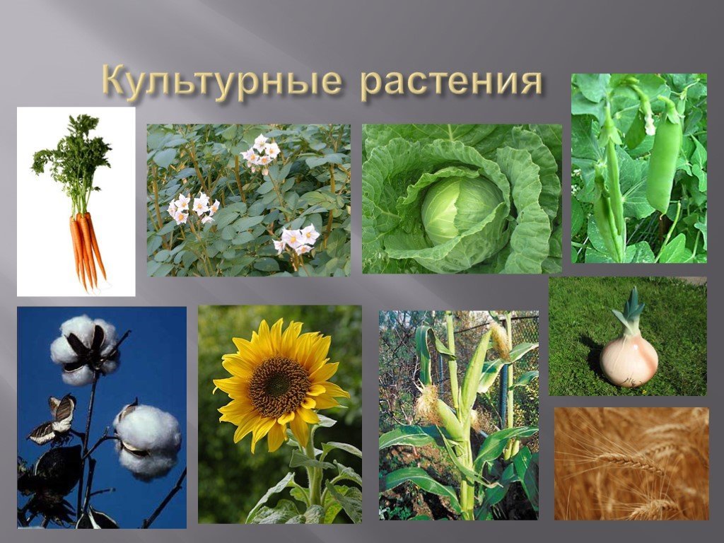 Культурные растения московской области