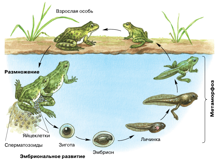 Метаморфозы головастиков. Цикл развития Озерной лягушки. Стадии жизненного цикла лягушки. Цикл развития лягушки схема. Жизненный цикл лягушки размножение.