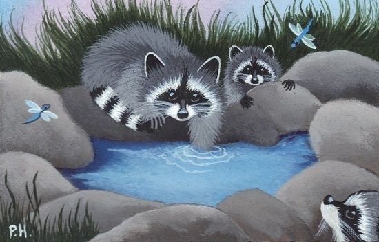 Картинки енот на пляже (66 фото)