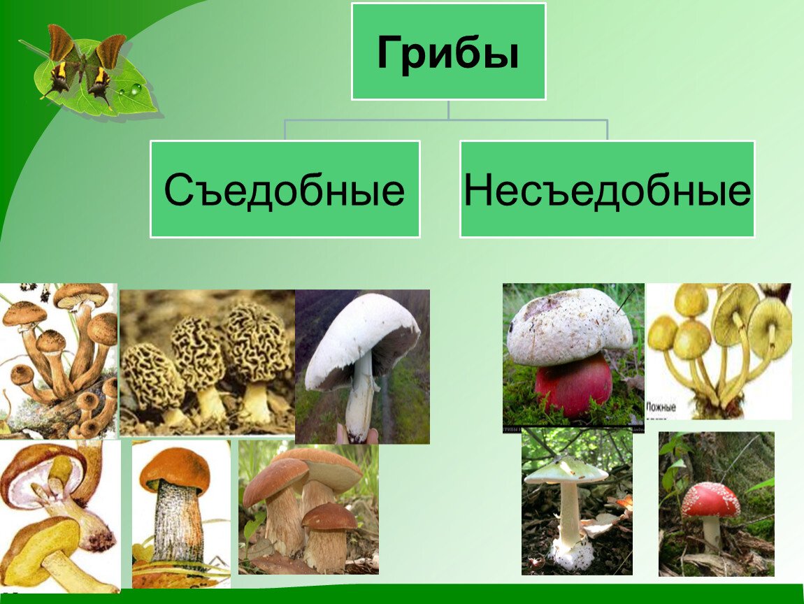 Есть царство грибов. Царство грибов 3 класс окружающий. Царство грибов 2 класс. Царство грибов презентация. Презентация на тему царство грибов.