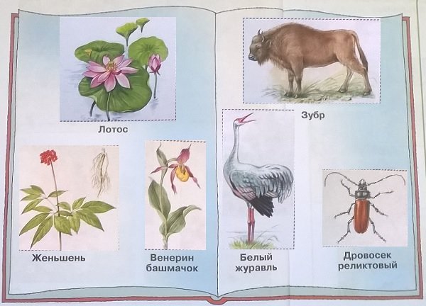 Красная книга животные рисунок