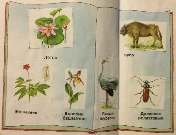 Животные и растения занесенные в красную книгу рисунки