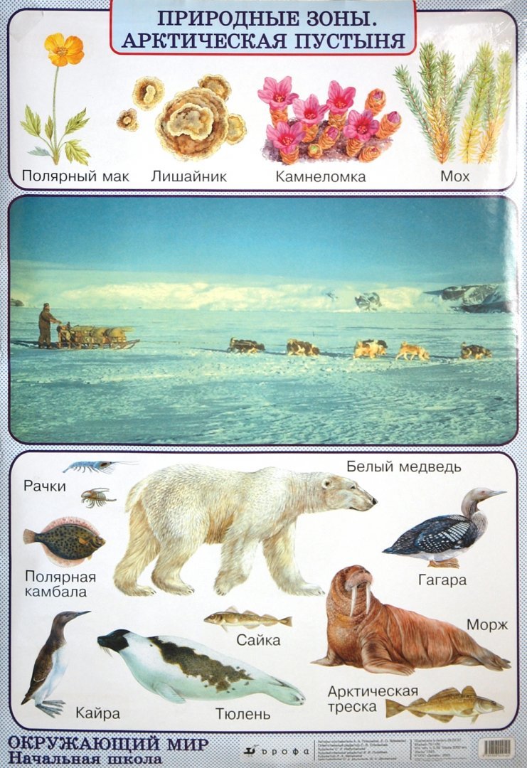 Сообщение о живых организмах разных природных зон. Животные и растения Арктики. Арктическая природная зона животные. Арктическая пустыня животные. Живой мир арктической пустыни.
