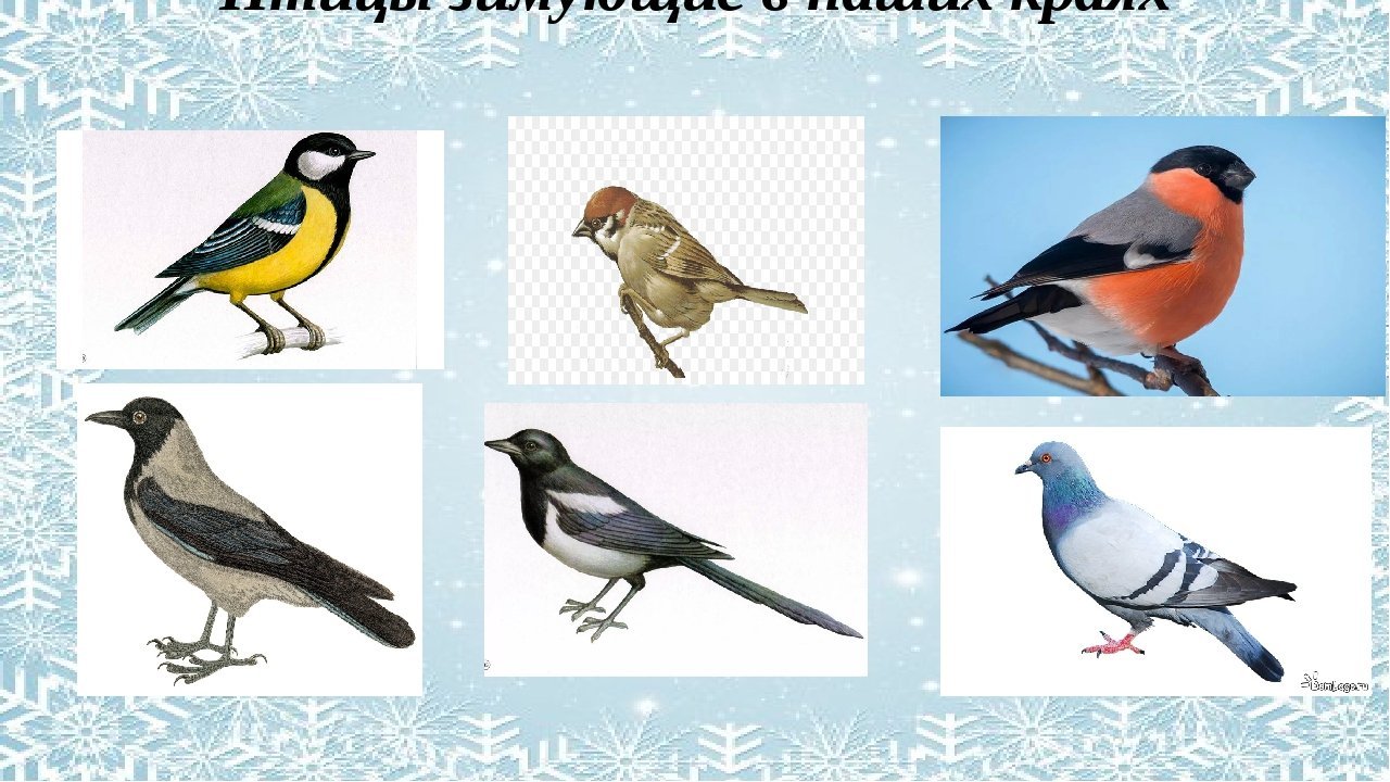 Ознакомление с окружающим птицы. Зимующие птицы Алтайского края. Зимующие птицы для дошкольников. Изображения зимующих птиц для детей. Зимующие птицы названия.