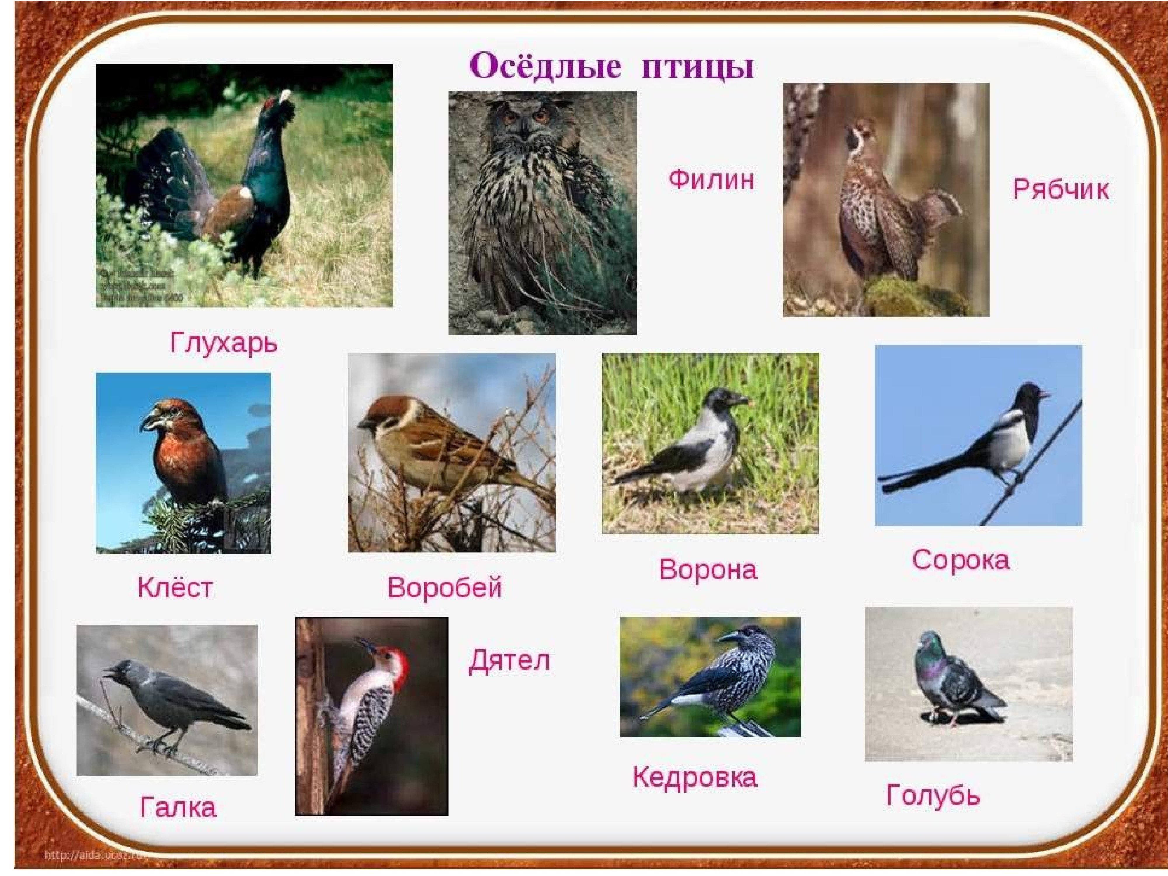 Оседлые это какие. Оседлые птицы России список. Воробей голубь оседлые птицы. Оседлые птицы названия. Оседлые птицы для детей.